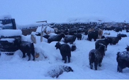 Есөн аймгийн 15 суманд цагаан зудтай байна