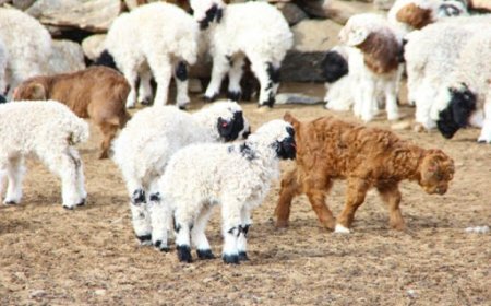 Улсын хэмжээнд 17 сая төл мал бойжиж байна