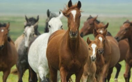 "Гацуурт"-ын Л.Чинбатын адууг Зүүнбүрэн сумаас  албадан гаргажээ