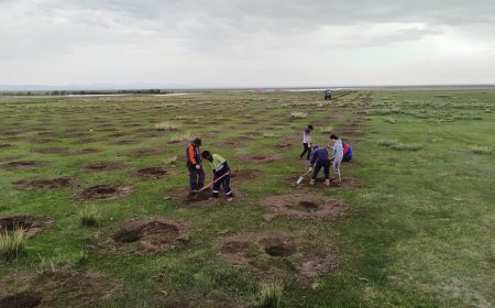 Хэрлэн гол дагуу 3 га талбайд бургас тарьж, нөхөн сэргээлт хийсэн байна