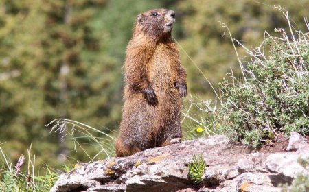 Говь-Алтайн сэжигтэй тохиолдол булчирхайн хэлбэрийн тарваган тахал болох нь батлагджээ