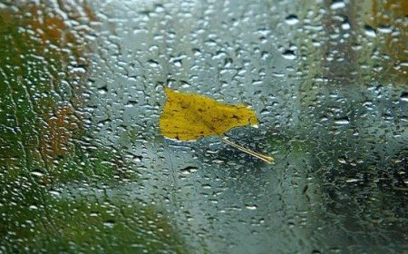 Сэлэнгэ, Дархан-Уул, Төв аймагт их хэмжээний бороо орно