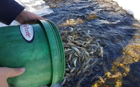 Амжилттай үржүүлсэн 90000 загасыг Туул голд тавилаа