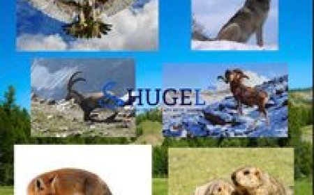 Аргаль  22 сая 200, шонхор 16 сая, янгир  5 сая 300,  чоно 1 сая 130 мянга гэсэн үнэлгээтэй  болжээ