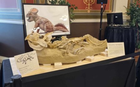 АНУ-аас үлэг гүрвэлийн 16 олдворыг Монгол Улсад хүлээлгэн өглөө