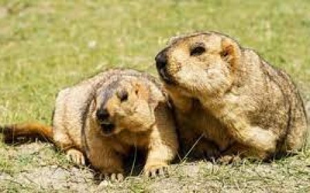 Тарваган тахлын сэжигтэй гурван тохиолдол сөрөг гарчээ