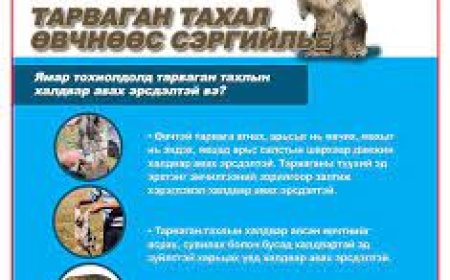 Улаанбаатар хотод тарваган тахал өвчний 3 сэжигтэй тохиолдол бүртгэгдлээ