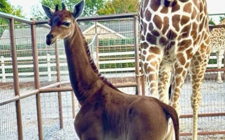 Толбогүй анааш төрсөн ховор тохиолдол дахин бүртгэгдлээ