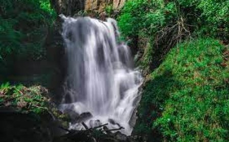 Селфинээс болж амиа алджээ