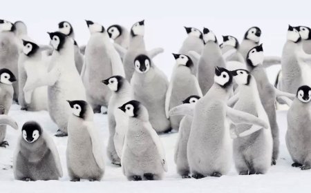 Антарктидад  мөс хайлснаас  болж оцон шувууны 10 мянга гаруй дэгдээхий үхжээ