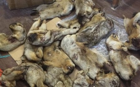 15 удаагийн үйлдлээр 35 ширхэг тарвагыг Улаанбаатар хот руу нэвтрүүлэхийг завджээ