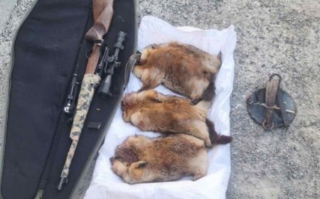 Тээвэрлэж явсан тарвагыг хурааж, Зоонозын өвчин судлалын үндэсний төвд хүлээлгэн өгчээ