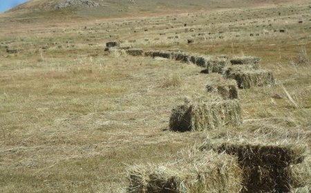 Хадлан бэлтгэж байгаад төөрсөн иргэнийг олжээ