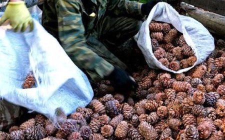 Самар түүж буй мэдээллийг ойн мэргэжилтний 88074009  утсаар авна