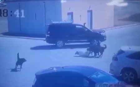 Нохойд хазуулсан иргэнд туслаагүй “Ланд”-ын жолооч 70 настай хүн байжээ