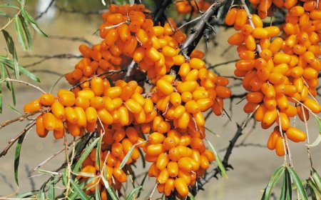 Иргэнээс  татвар хэмээн хувийн данс руугаа мөнгө шилжүүлж авсан  НМЭГ-ын ажилтныг шалгаж байна