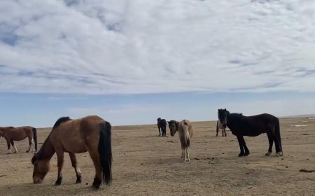Адуундаа яваад  хоёр өдөр сураггүй болсон иргэнийг хайх ажил үргэлжилж байна