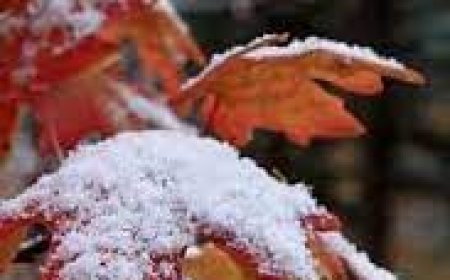 Улаанбаатарт бороо орно, 12 хэм