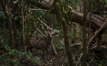 Японы ойд бугын нуруун дээрх сармагчин "үнэгүй зугаалж" авчээ