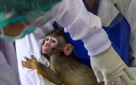 Дэлхийн хар зах дээр нэг сармагчин 40,000 ам.доллар хүрч байна   