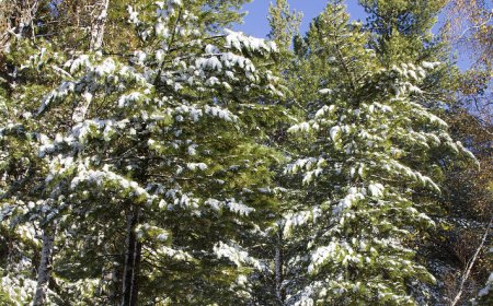 Уулархаг нутгаар нойтон цас орж, ихэнх нутгаар сэрүүснэ