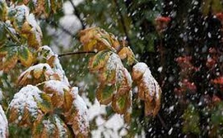 Өнөө шөнө баруун болон төвийн аймгуудын ихэнх нутгаар хөрсөн дээр цочир хүйтэрнэ