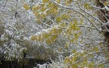 Улаанбаатарт 9 хэм, хур тундасгүй