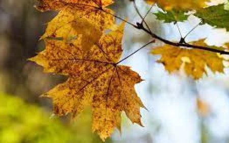 Улаанбаатарт өдөртөө 10 хэм дулаан