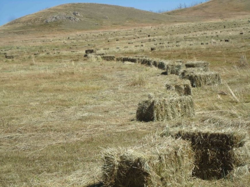 Хадлан бэлтгэж байгаад төөрсөн иргэнийг олжээ