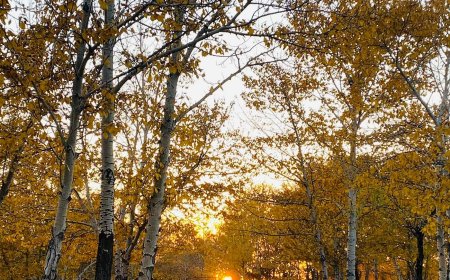 Улаанбаатарт 15 хэм дулаан