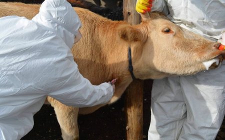 Сүхбаатар аймагт малын гоц халдварт "Мялзан" өвчин гарчээ