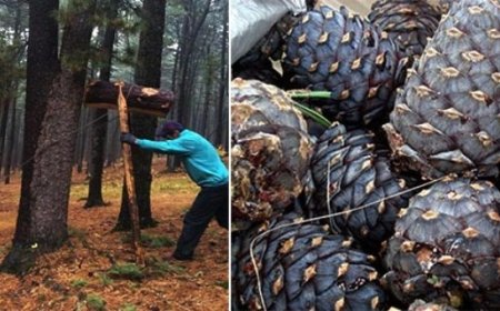 Сураггүй болсон иргэнийг эсэн мэнд оллоо
