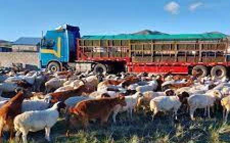 Амьд малын дуудлага худалдаа энэ баасан гарагт эхэлнэ