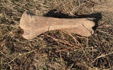 40 мянган жилийн өмнө амьдарч байсан амьтны ясыг худалдах зорилгоор хадгалсан байж болзошгүй хэргийг илрүүллээ