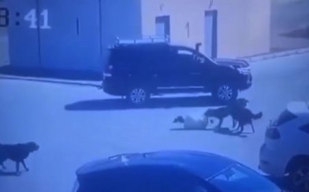 Нохойд хазуулсан эмэгтэйд туслаагүй жолоочийг 100000 төгрөгөөр торгожээ