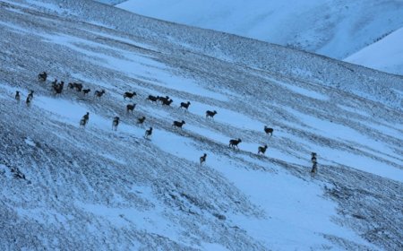 2477 тооны алтайн аргаль хонины тархац, байршил, тоо толгойг тогтоожээ