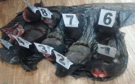 Баавгайн толгой, савар, арьсыг бусдад худалдахаар тээвэрэсэн машиныг нь хурааж, эздийг нь яллав