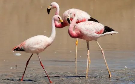 Аргентинд шувууны ханиадны улмаас 220 фламинго үхсэн олджээ