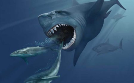 Жуулчин эмэгтэй акулын дайралтанд өртөж амиа алджээ