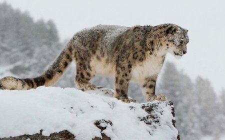 Монгол орон дэлхийд цоохор ирвэсийн тоо толгойгоороо Хятад улсын дараа орж байна