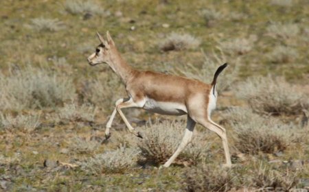 Агнахыг хориглосон хар сүүлт зээр агнасан хэргийг илрүүлжээ