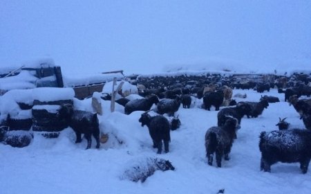 Малдаа яваад сураггүй болсон залуу малчин   амиа алджээ