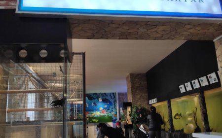 Монголын цорын ганц “Улаанбаатар амьтны хүрээлэн” санхүүгийн хүндрэлээс болж хаалгаа барилаа