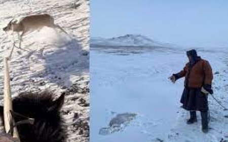 Хунгарт зоогдсон цагаан зээрийг эврээс нь уургалж татан гаргажээ