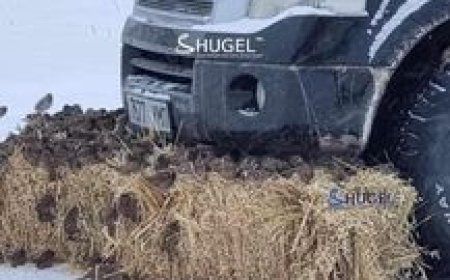 Хүйтнээс болж хээрийн шувууд  дулаацах  газар бараадан хорогдох болжээ