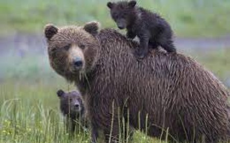 Мазаалай баавгайг үндэсний бахархалт амьтнаар зарлалаа