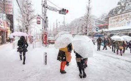 Өвлийн туйл,  ес эхэллээ