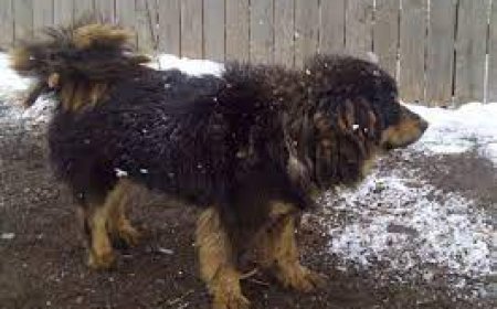 Эзэнгүй нохой, муурыг түр асрамжлах, хадгалах байранд аваачих самналтыг энэ сарын 27-нд хийнэ