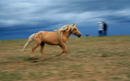 Долоон улаан мэнгэтэй, шар морь өдөр