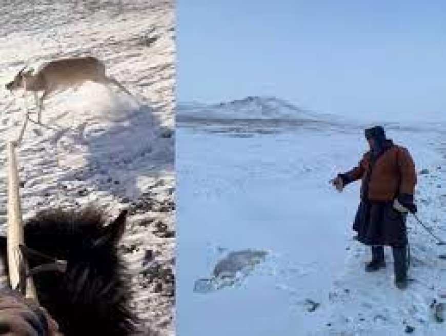 Хунгарт зоогдсон цагаан зээрийг эврээс нь уургалж татан гаргажээ